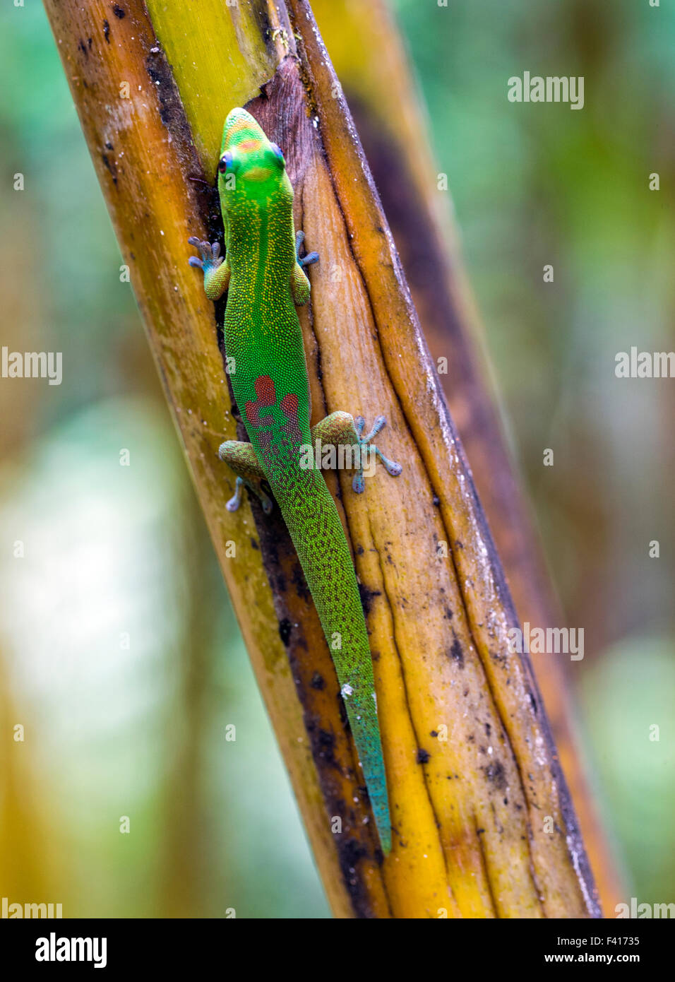 Madagascar day gecko; Phelsuma madagascariensis madagascariensis; Hawai'i Tropical Botanical Garden Nature Preserve; Big Island Stock Photo