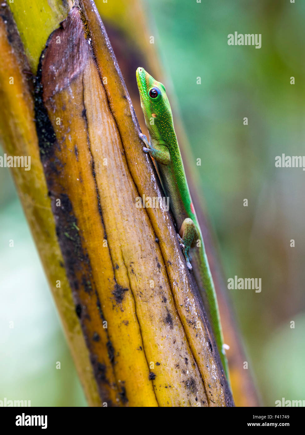 Madagascar day gecko; Phelsuma madagascariensis madagascariensis; Hawai'i Tropical Botanical Garden Nature Preserve; Big Island Stock Photo