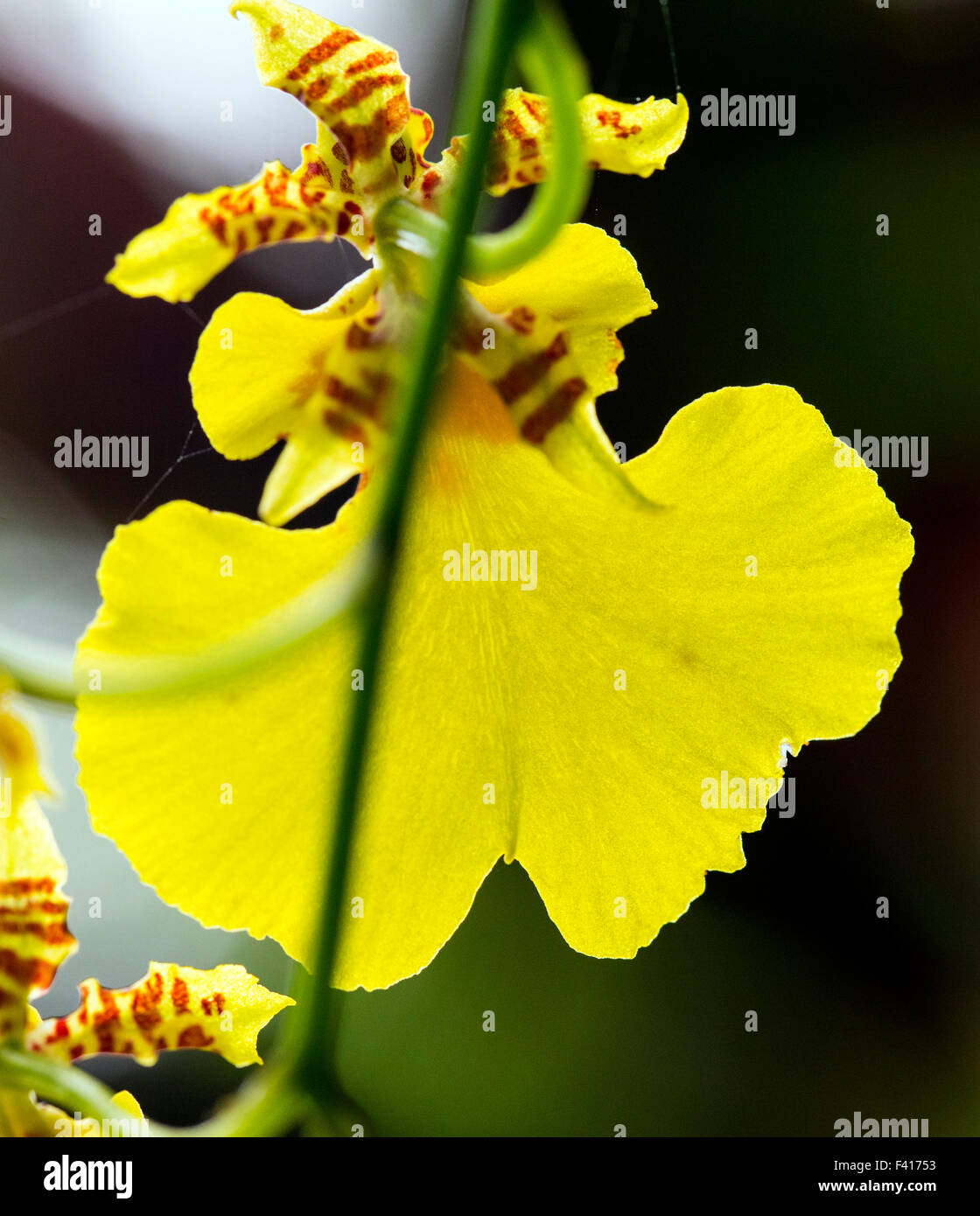 Oncidium sphacelatum; orchid; Hawai'i Tropical Botanical Garden Nature Preserve; Big Island, Hawaii, USA Stock Photo