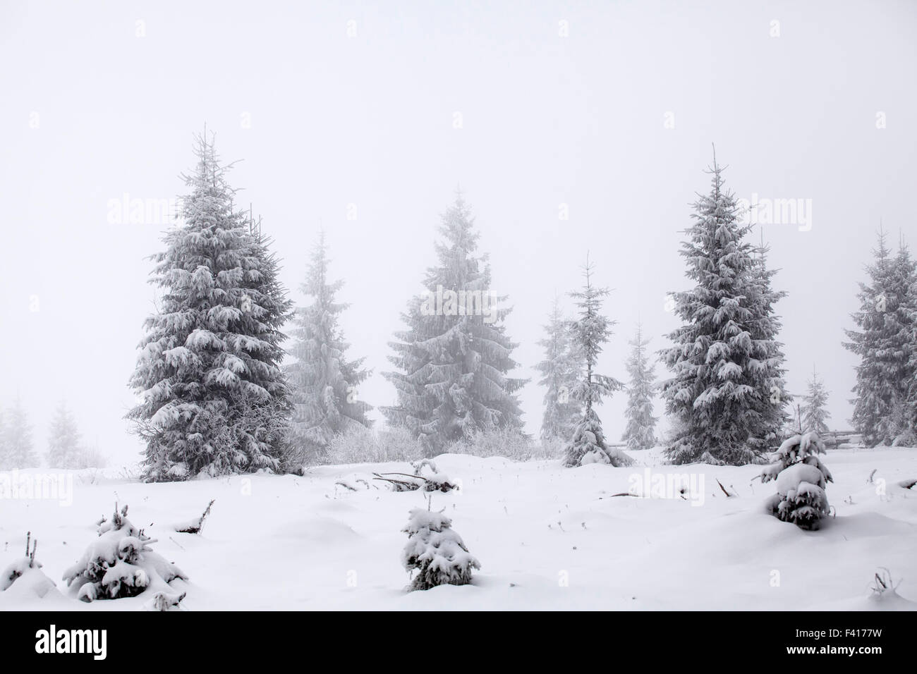 Foggy winter landscape with snow covered pine trees Stock Photo - Alamy