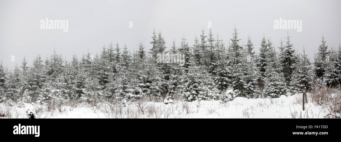 Foggy winter landscape with snow covered pine trees Stock Photo - Alamy