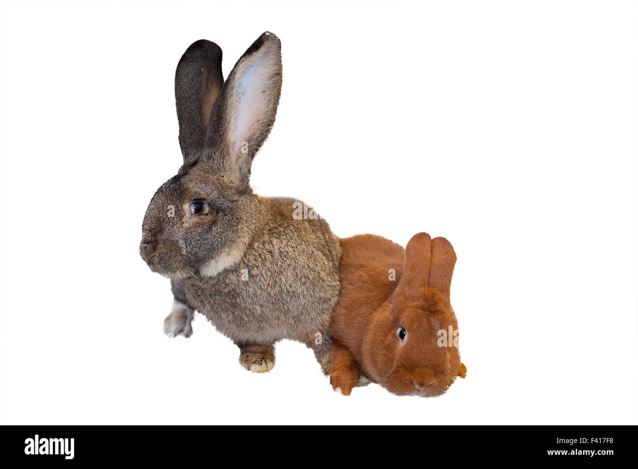 Buck rabbit hires stock photography and images Alamy