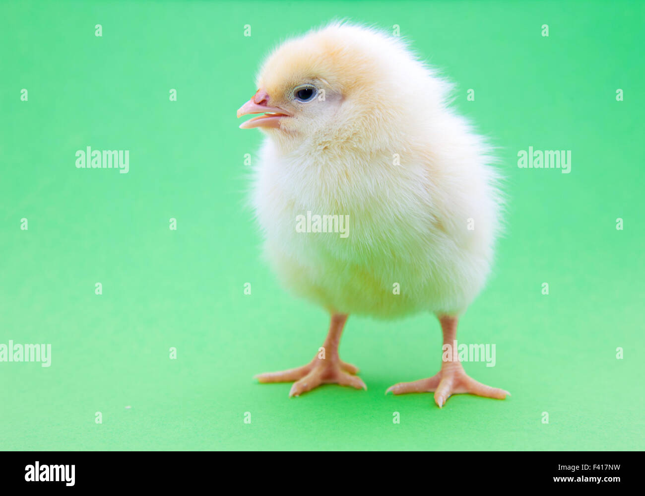 Cute little chick on green background Stock Photo