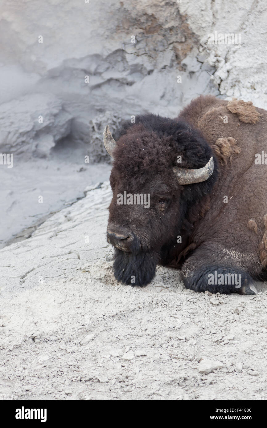 https://c8.alamy.com/comp/F41800/close-up-of-a-large-male-bison-who-is-relaxing-next-to-a-hot-volcanic-F41800.jpg