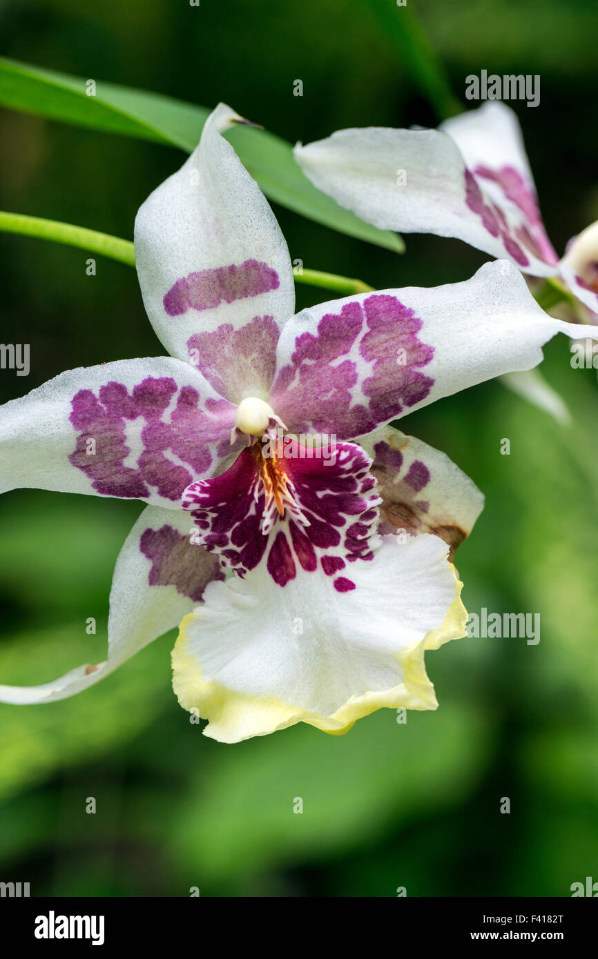 Orchid; Orchidaceae; Hawai'i Tropical Botanical Garden Nature Preserve; Big Island, Hawaii, USA Stock Photo