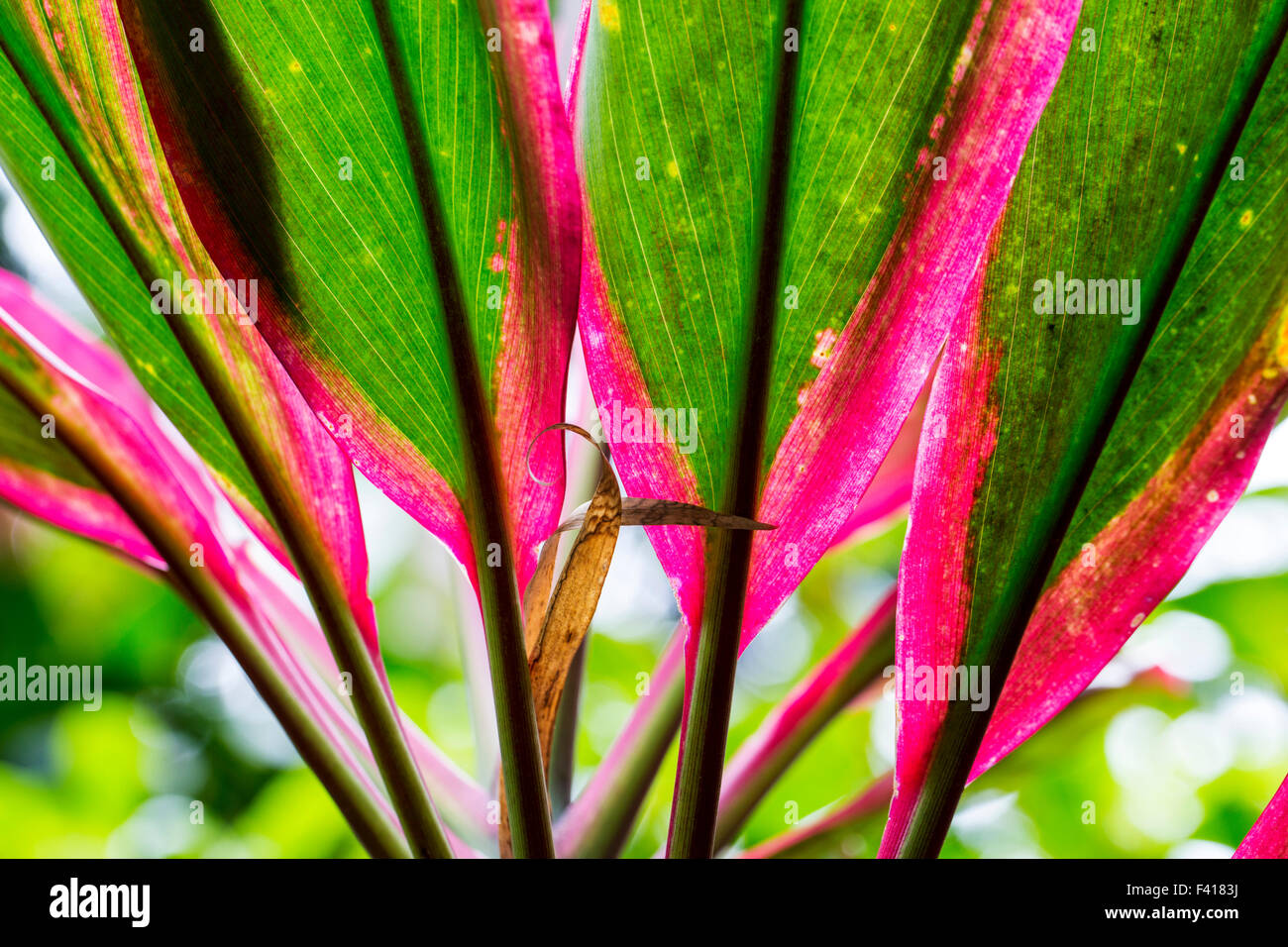 Cordyline fruiticosa 'Baby Doll’; Ti plant; Hawai'i Tropical Botanical Garden Nature Preserve; Big Island, Hawaii, USA Stock Photo