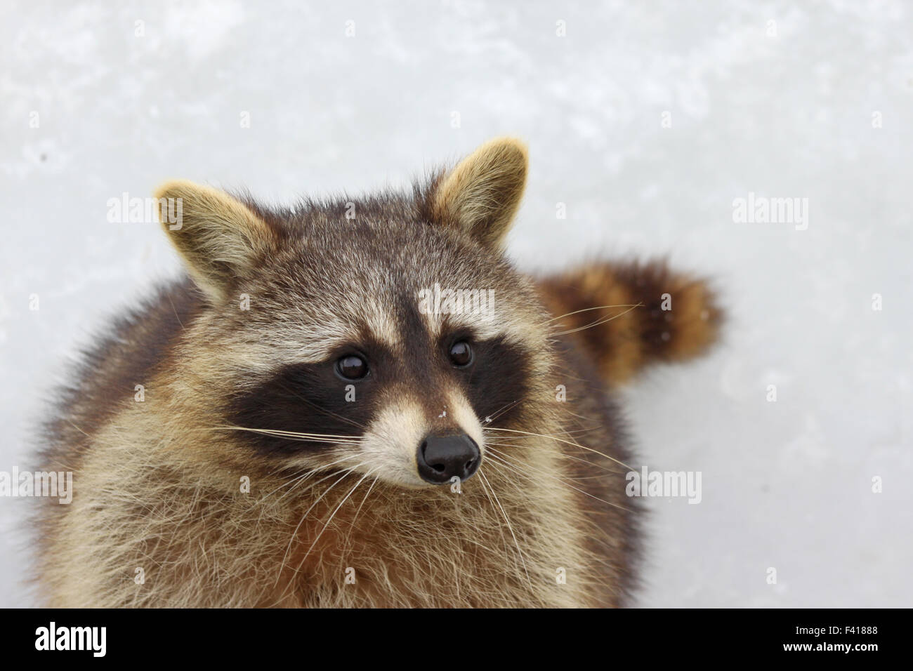 racccoon Stock Photo