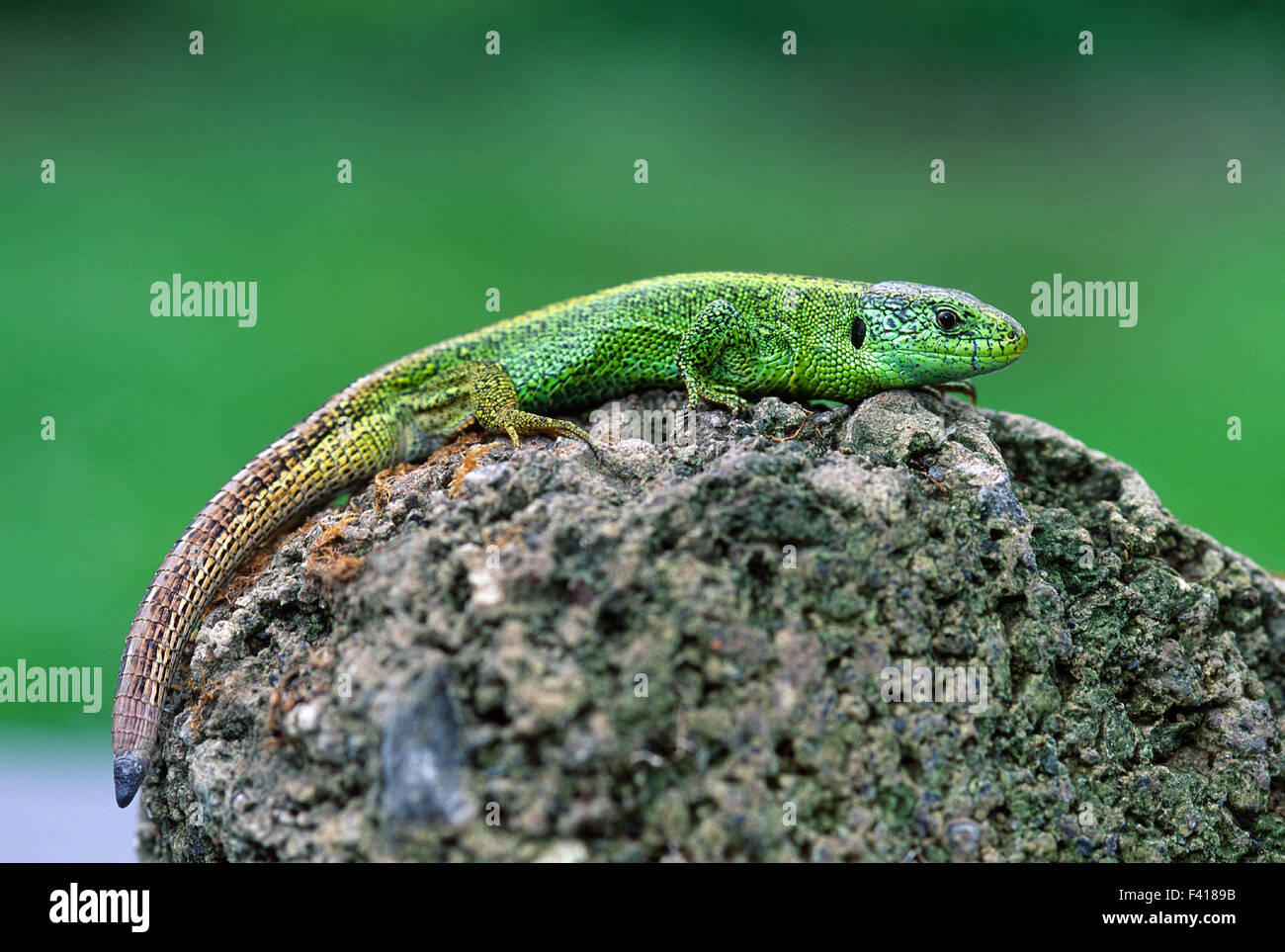 lizard; fence lizard; Stock Photo