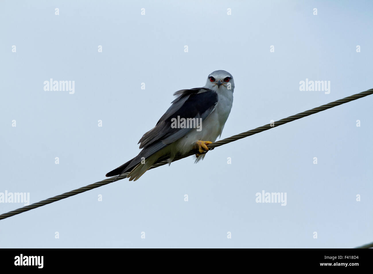 The blackwinged kite (Elanus caeruleus) is a small diurnal bird of
