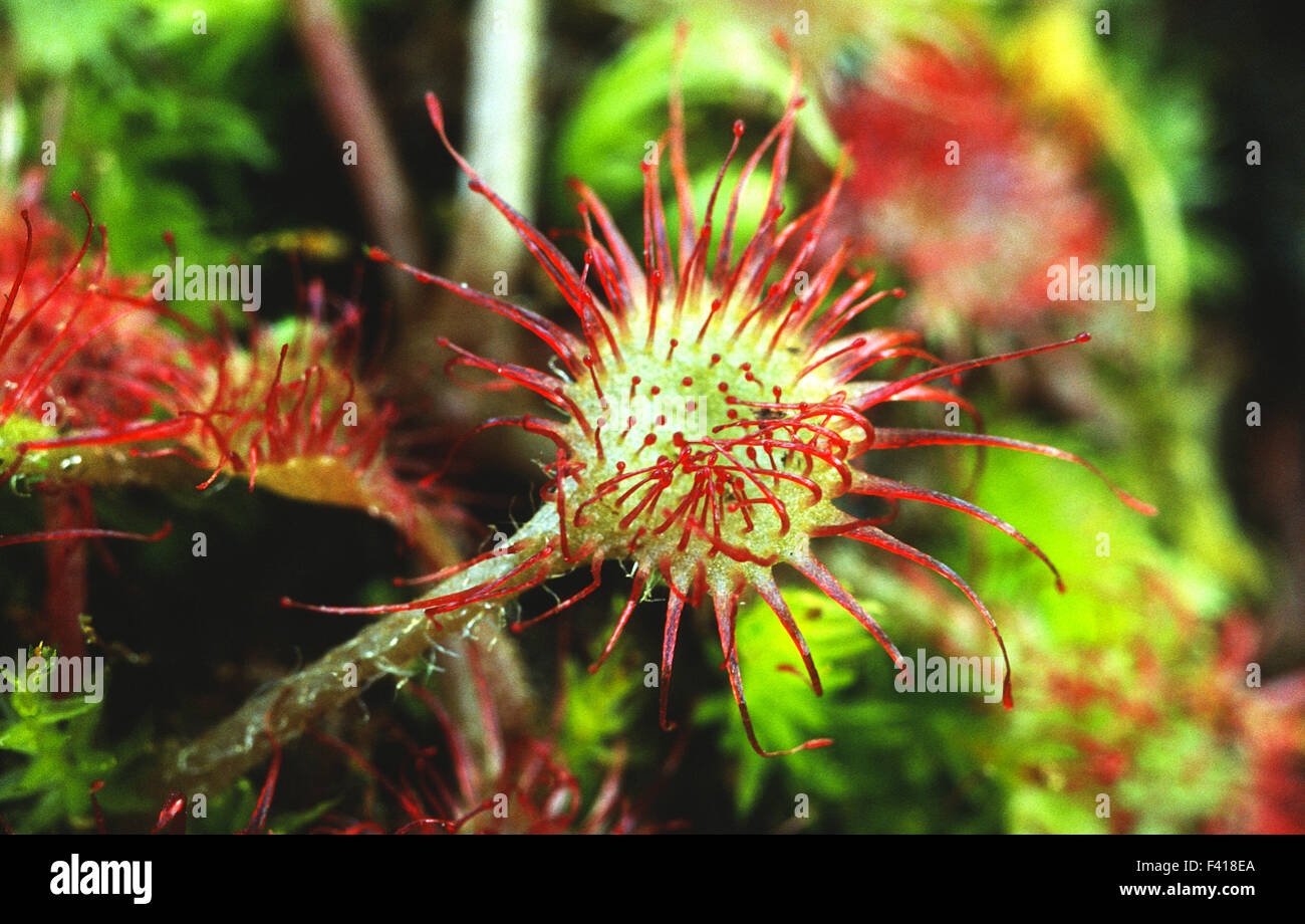 sundew; bog plant; Stock Photo