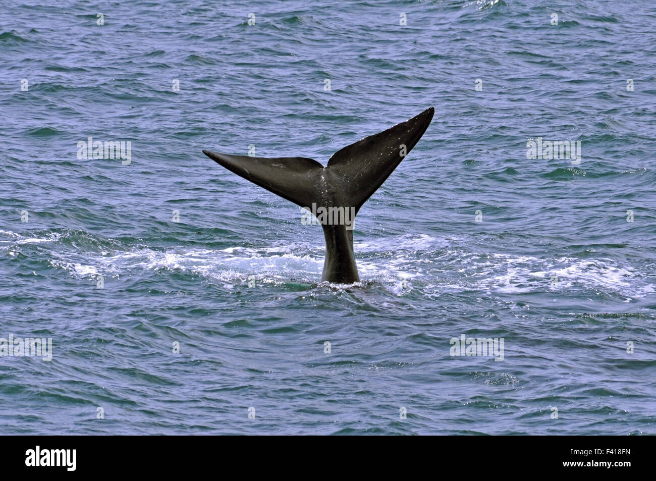 Southern Right Whale Stock Photo - Alamy