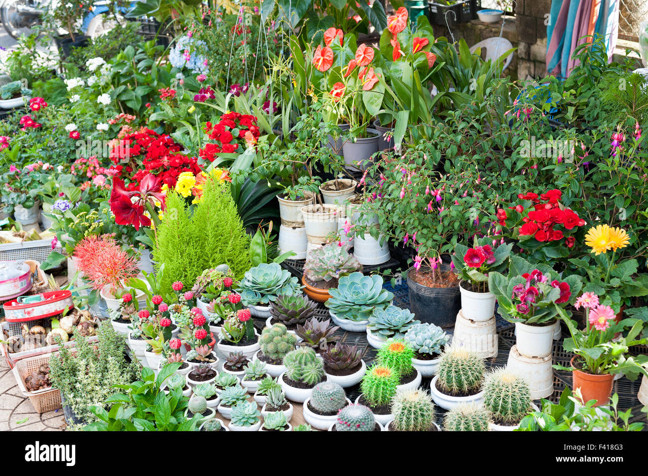 indoor plants for sale Stock Photo
