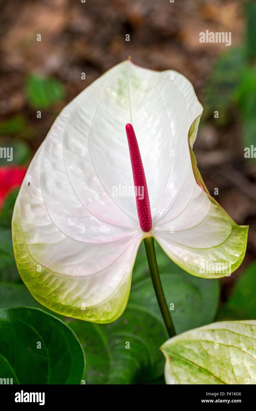 Anthurium andraeanum; Anthurium; Araceae; Flamingo-lily; Flamingo Flower; Oilcloth-flower; Tail Flower; Hawai'i Stock Photo