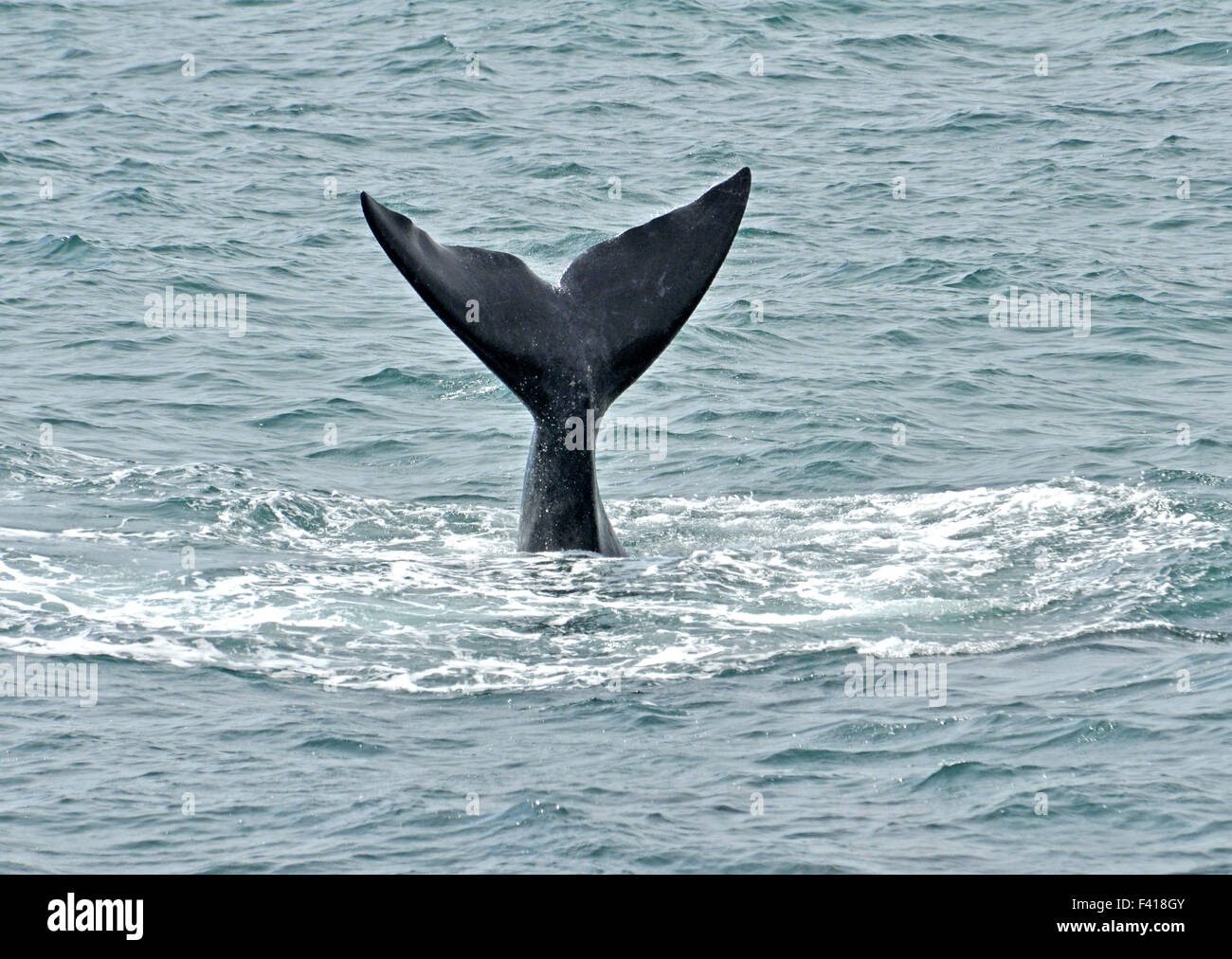 Right whale baleen hi-res stock photography and images - Alamy