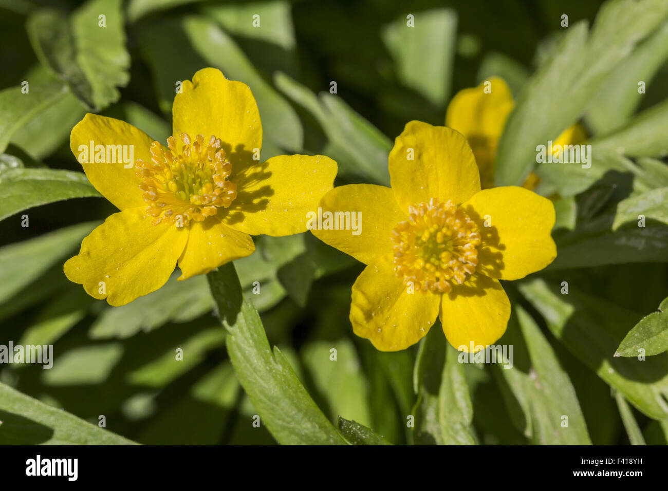Anemone ranunculoides, Yellow Woodland Anemone Stock Photo - Alamy