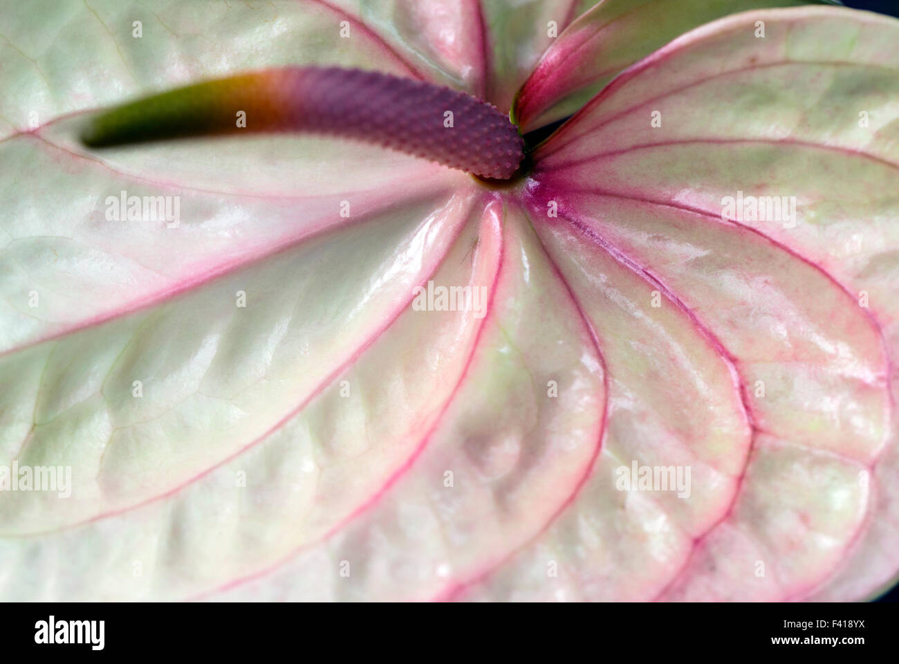 Anthurium andraeanum; Anthurium; Araceae; Flamingo-lily; Flamingo Flower; Oilcloth-flower; Tail Flower; Hawai'i Stock Photo