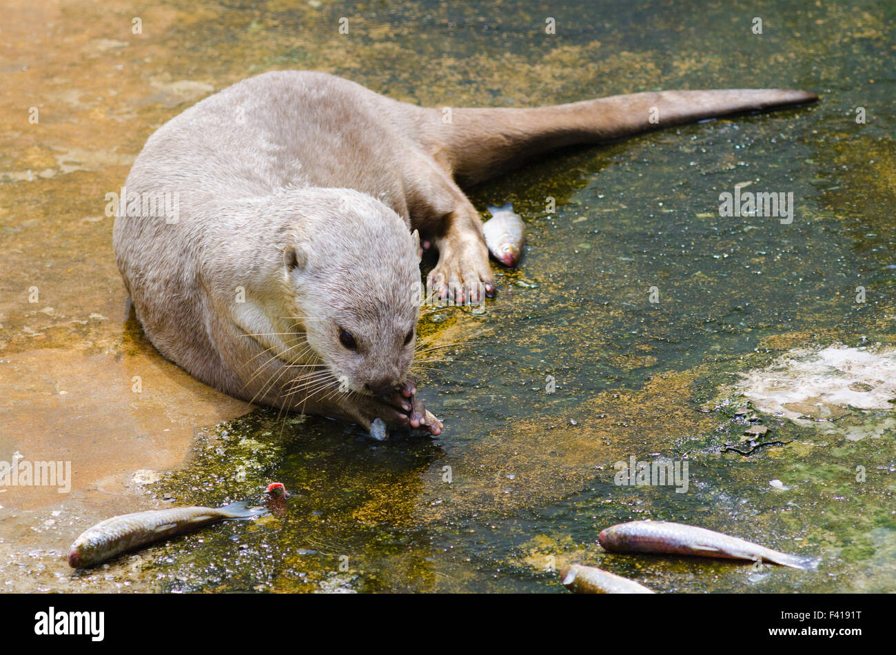 European otter eats fish Stock Photo