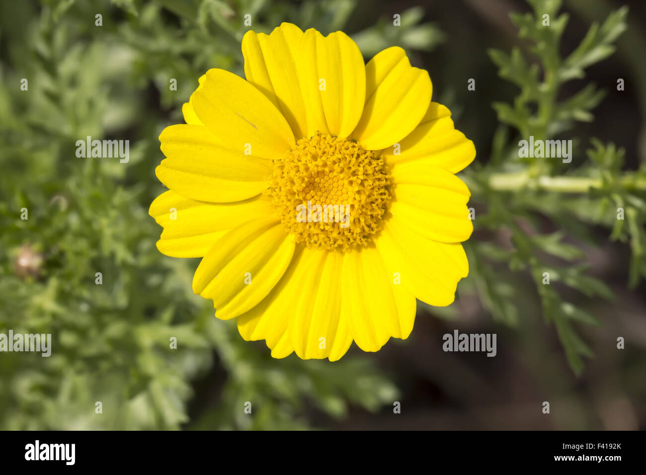 Chrysanthemum coronarium, Garland Chrysanthemum Stock Photo Alamy