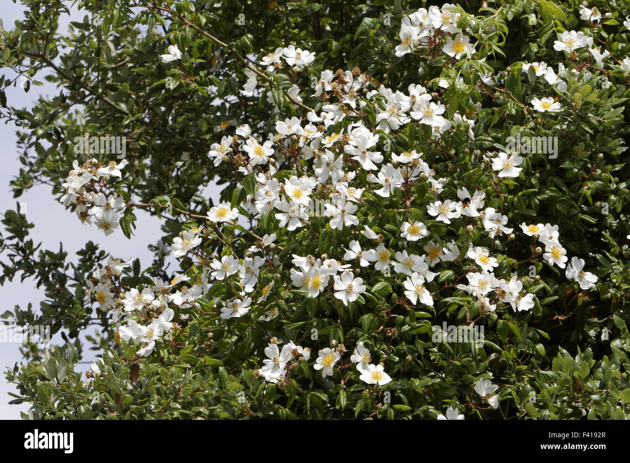 Rosa sempervirens hi-res stock photography and images - Alamy