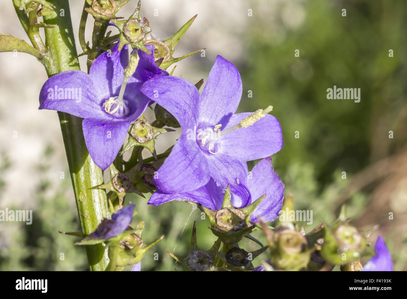 Campanula pyramidalis, Chimney bellflower Stock Photo