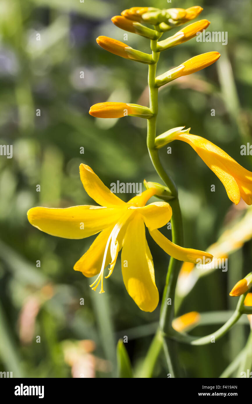 Crocosmia crocosmiflora Davidson Stock Photo Alamy