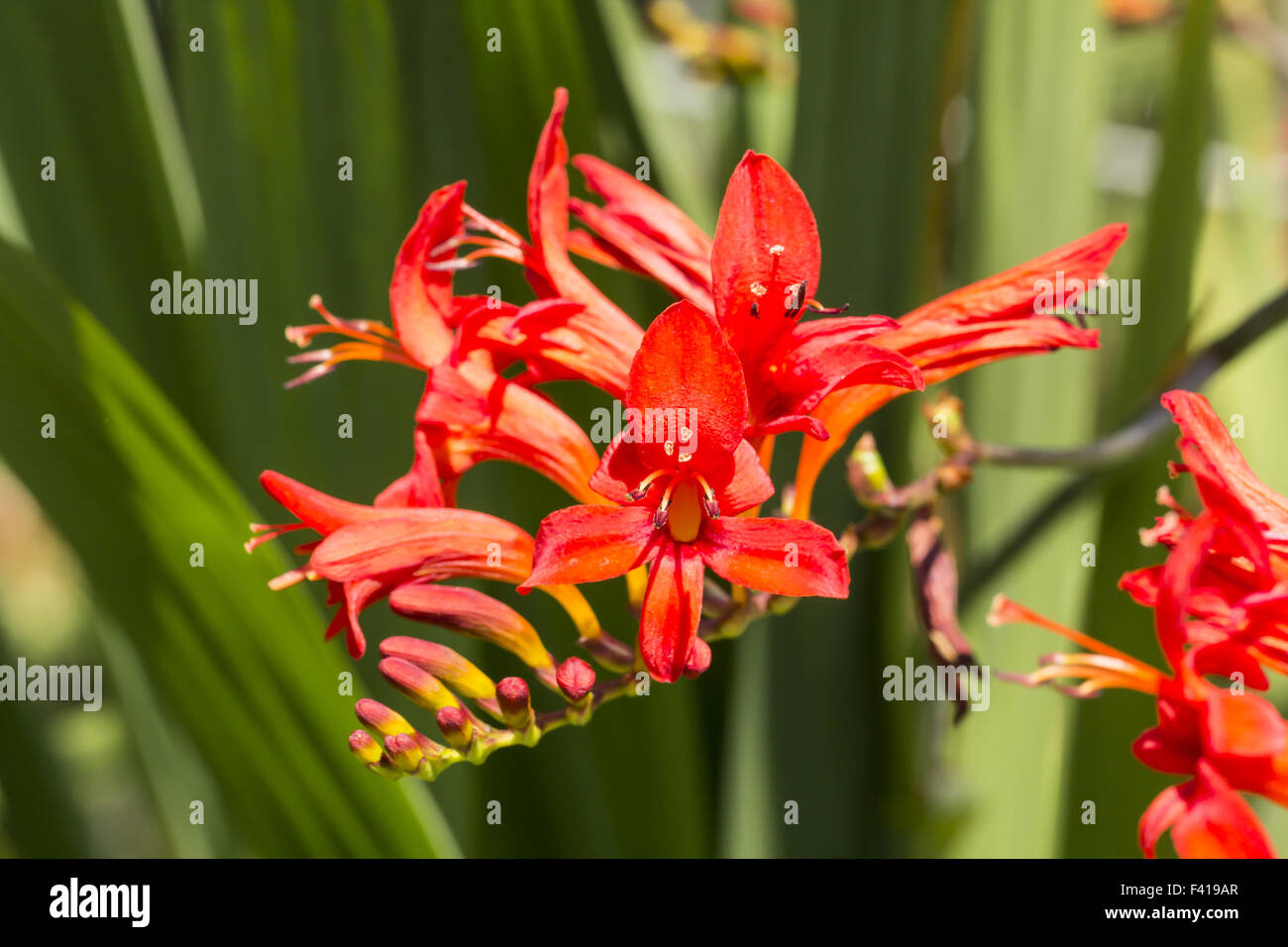 Garten Montbretie Stock Photos Garten Montbretie Stock Images