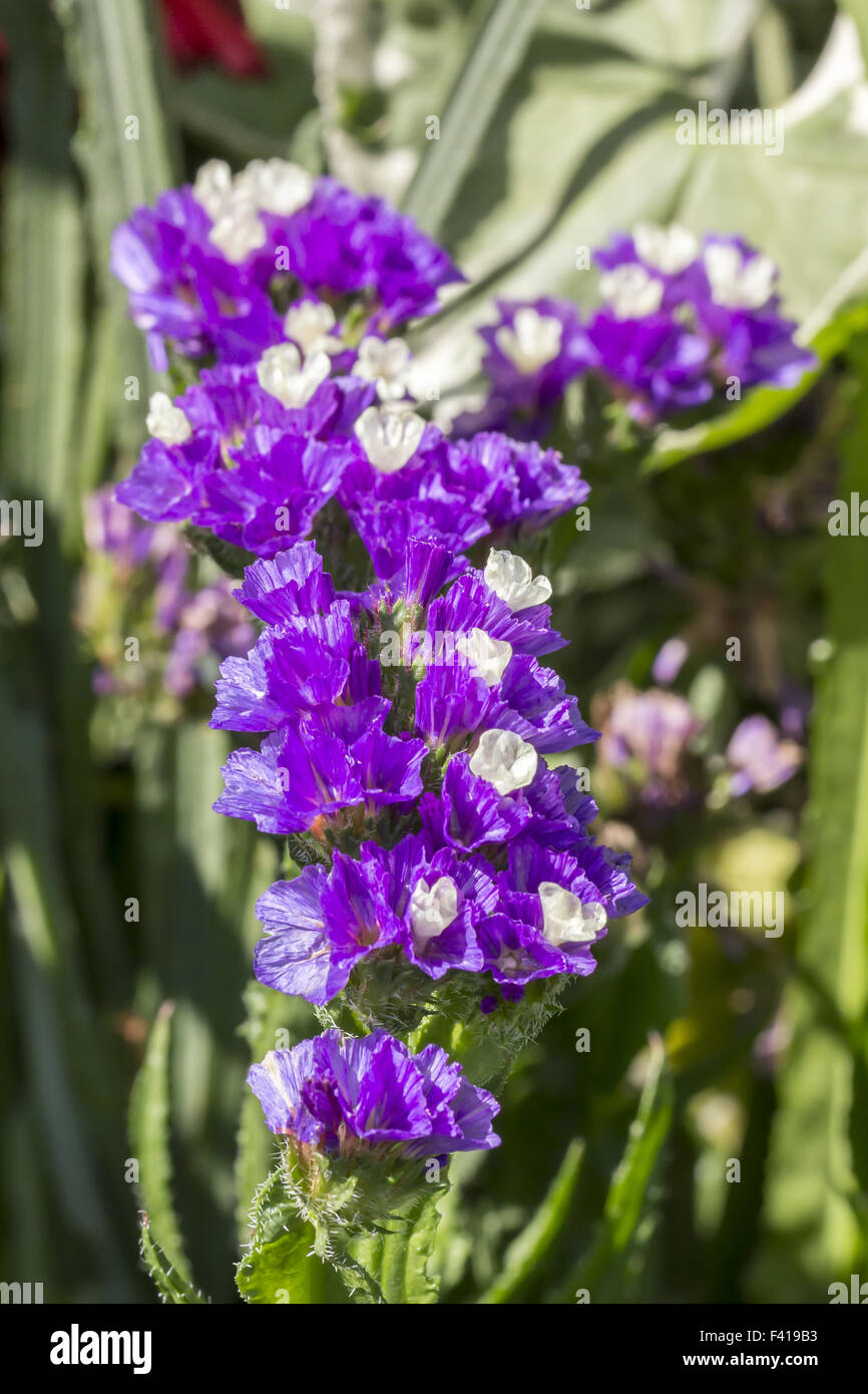 Limonium sinuatum, Wavyleaf sea lavender Stock Photo