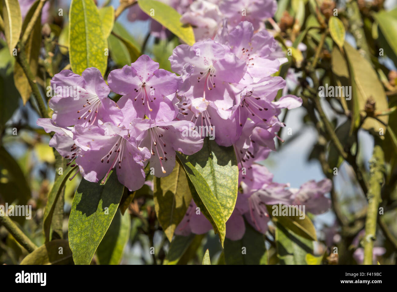 Rhododendron rubiginosum, shrub, Germany Stock Photo