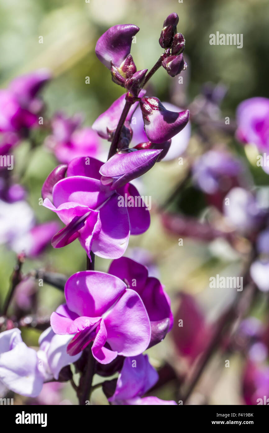 Lablab purpureus Sweet, Hyacinth bean Stock Photo