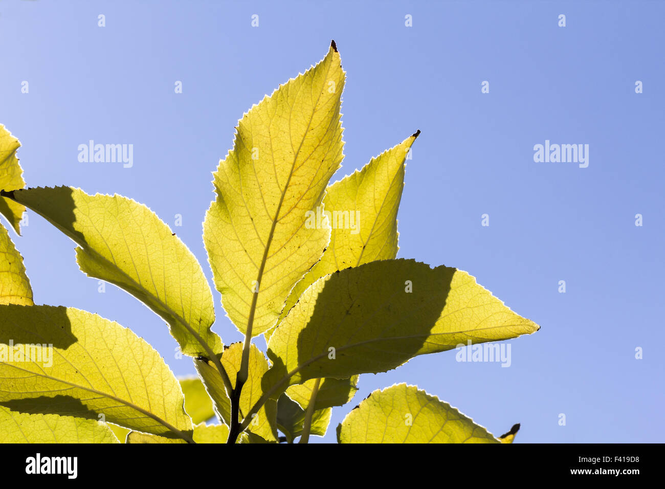 Ehretia dicksonii tree, leaf Stock Photo