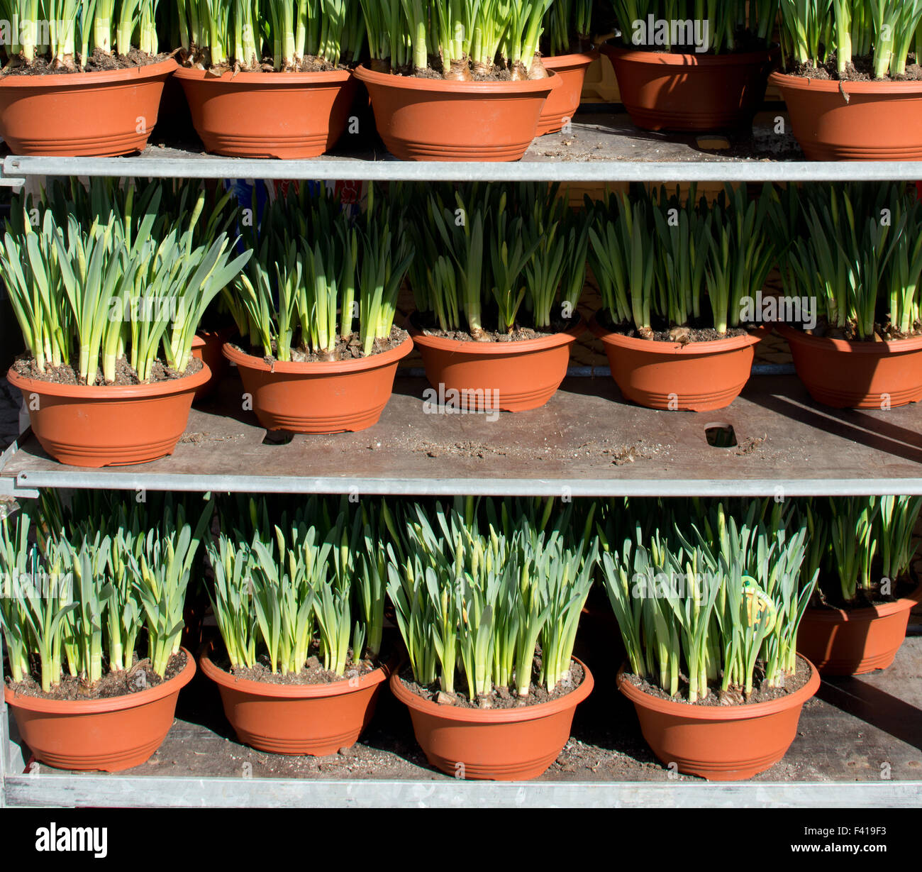 Daffodil pots in market Stock Photo Alamy