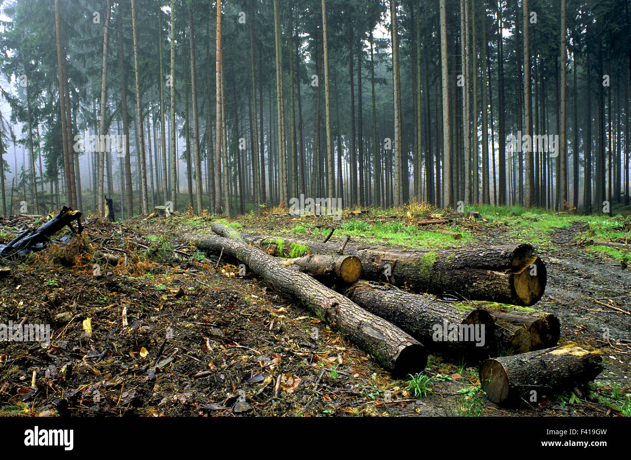 coniferous forest; spruce; monoculture; Stock Photo