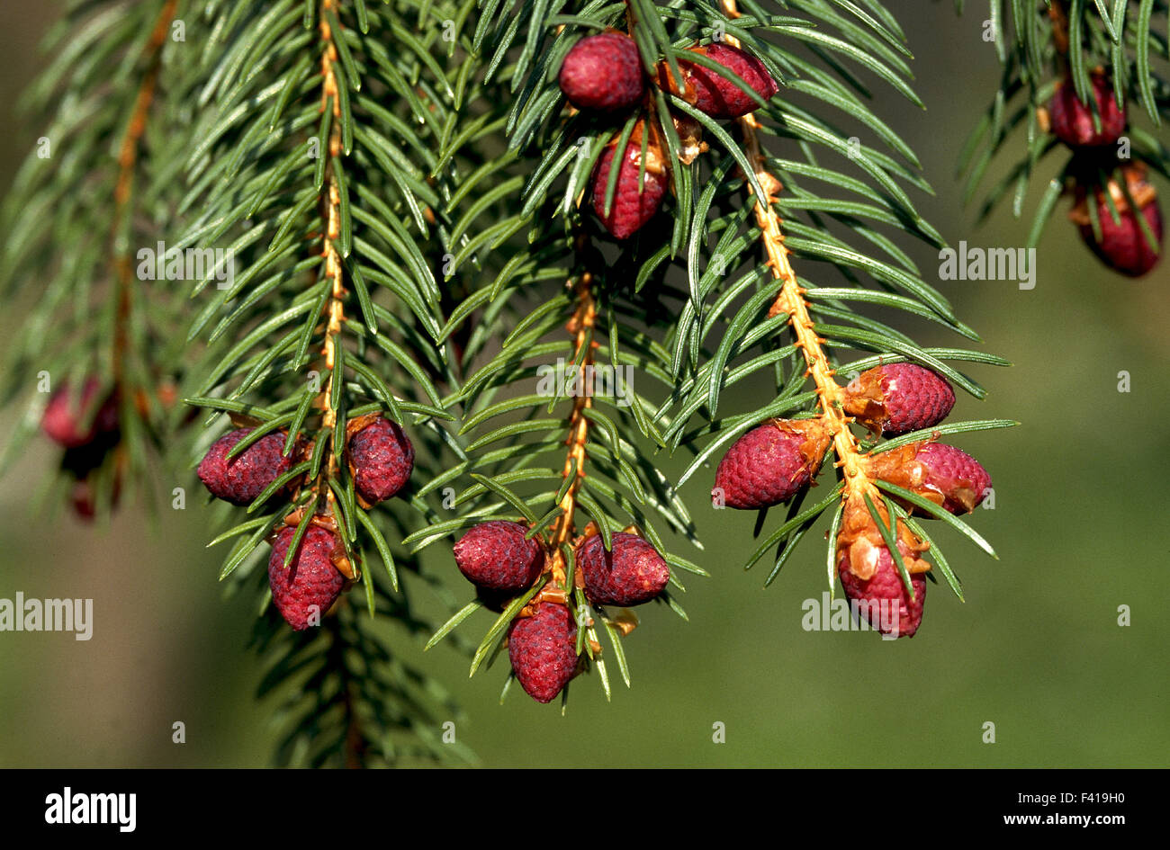 spruce; conifer; blossom; Stock Photo