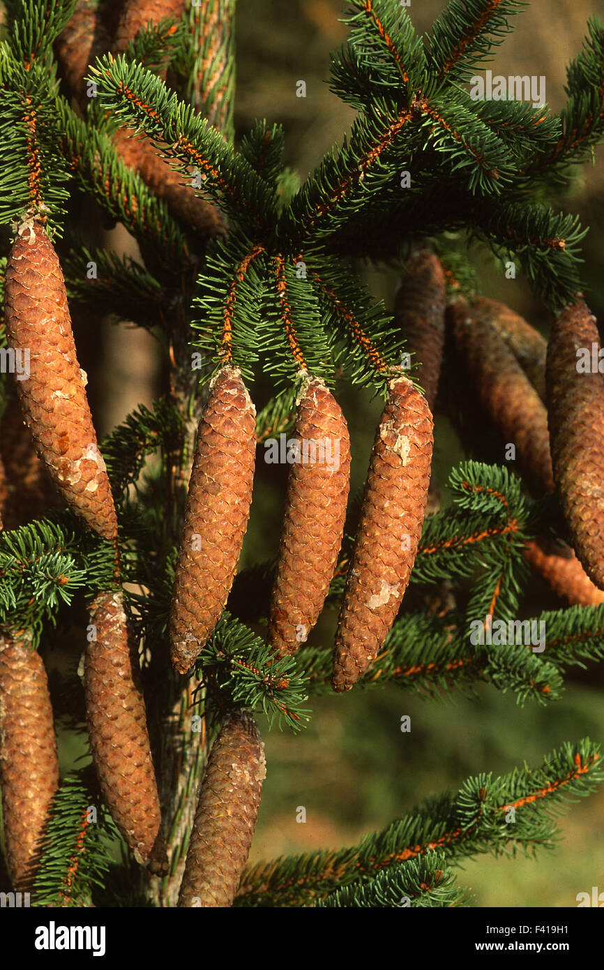 spruce cones; conifer; Stock Photo