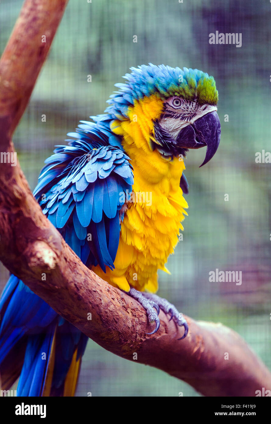 Colorful parrot, Hawai'i Tropical Botanical Garden Nature Preserve; Big Island, Hawaii, USA Stock Photo