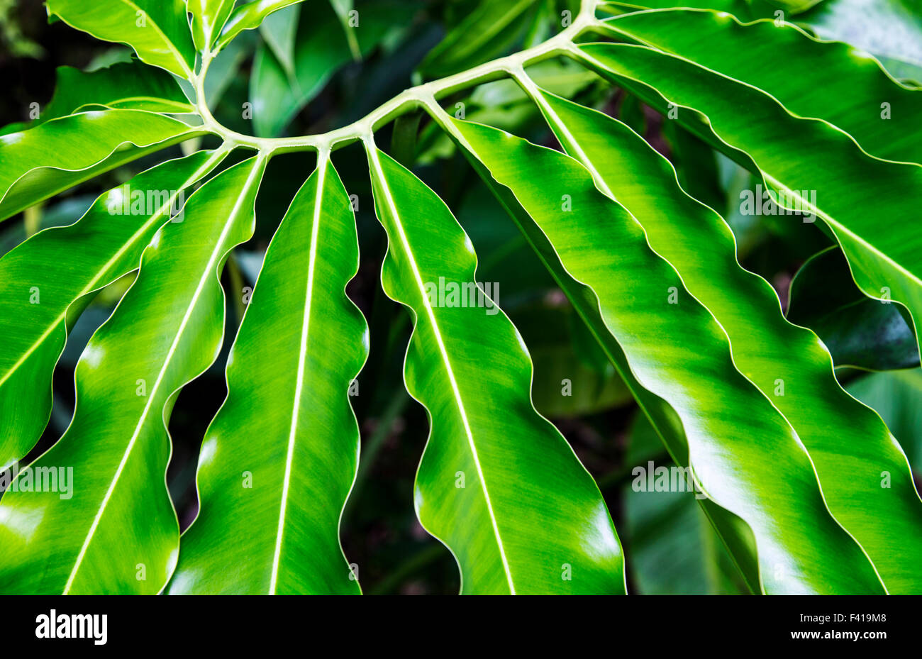 Philodendron goeldii; Hawai'i Tropical Botanical Garden Nature Preserve; Big Island, Hawaii, USA Stock Photo