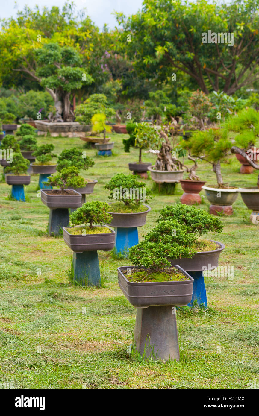 bonsai trees - garden Stock Photo