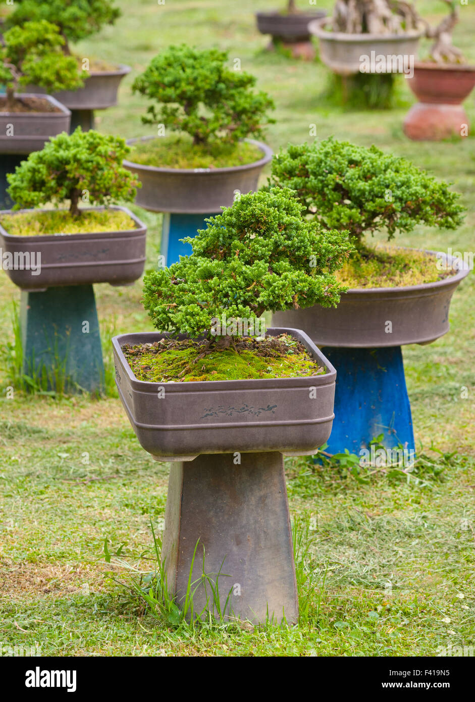 garden of bonsai trees Stock Photo