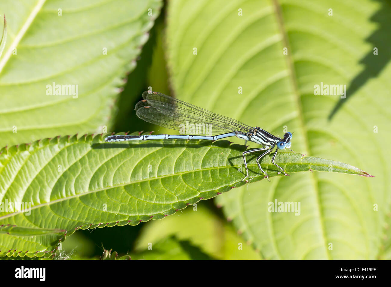 Platycnemis pennipes, White-legged damselfly Stock Photo - Alamy