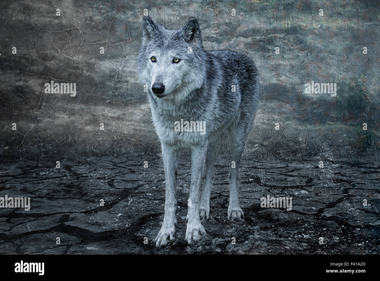 the grey wolf Stock Photo