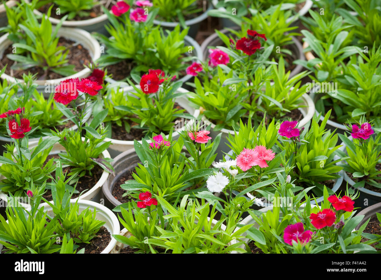 a lot of red flower plants in pots Stock Photo