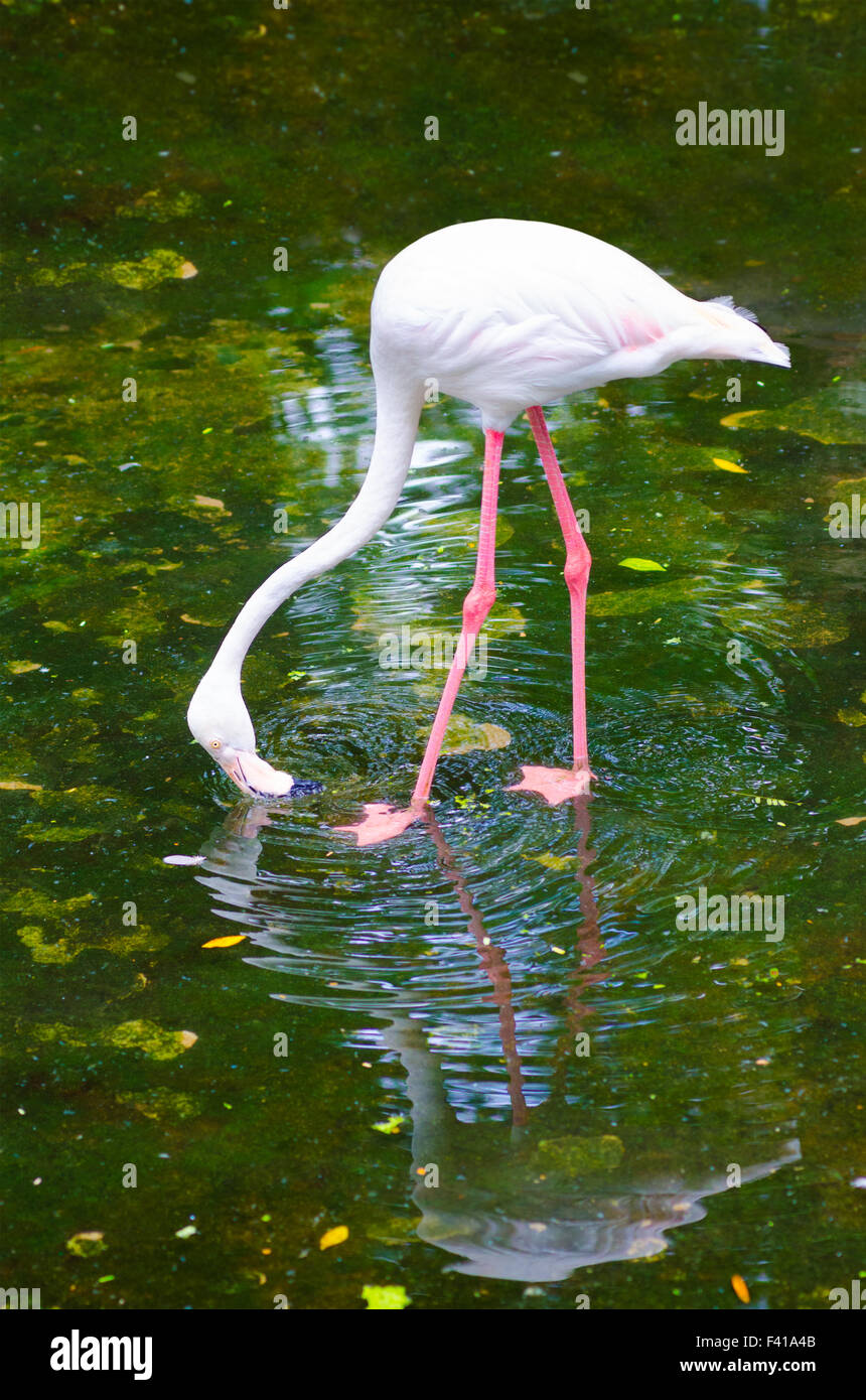 greater flamingo feeds Stock Photo