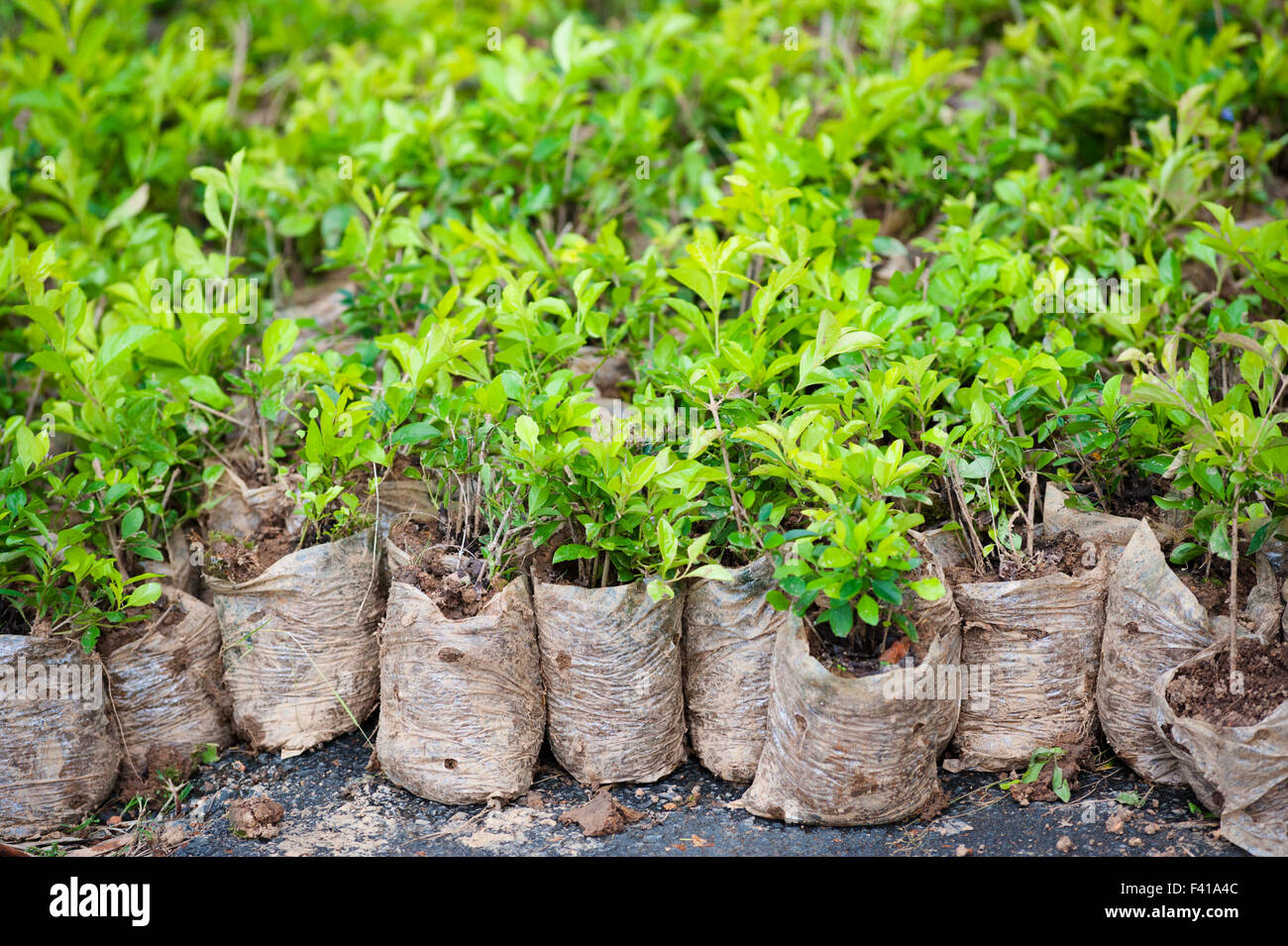 many young bush plants in packets Stock Photo