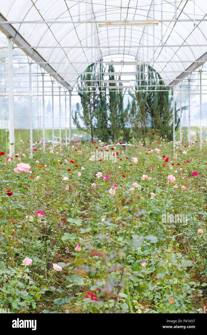 rose greenhouse Stock Photo Alamy