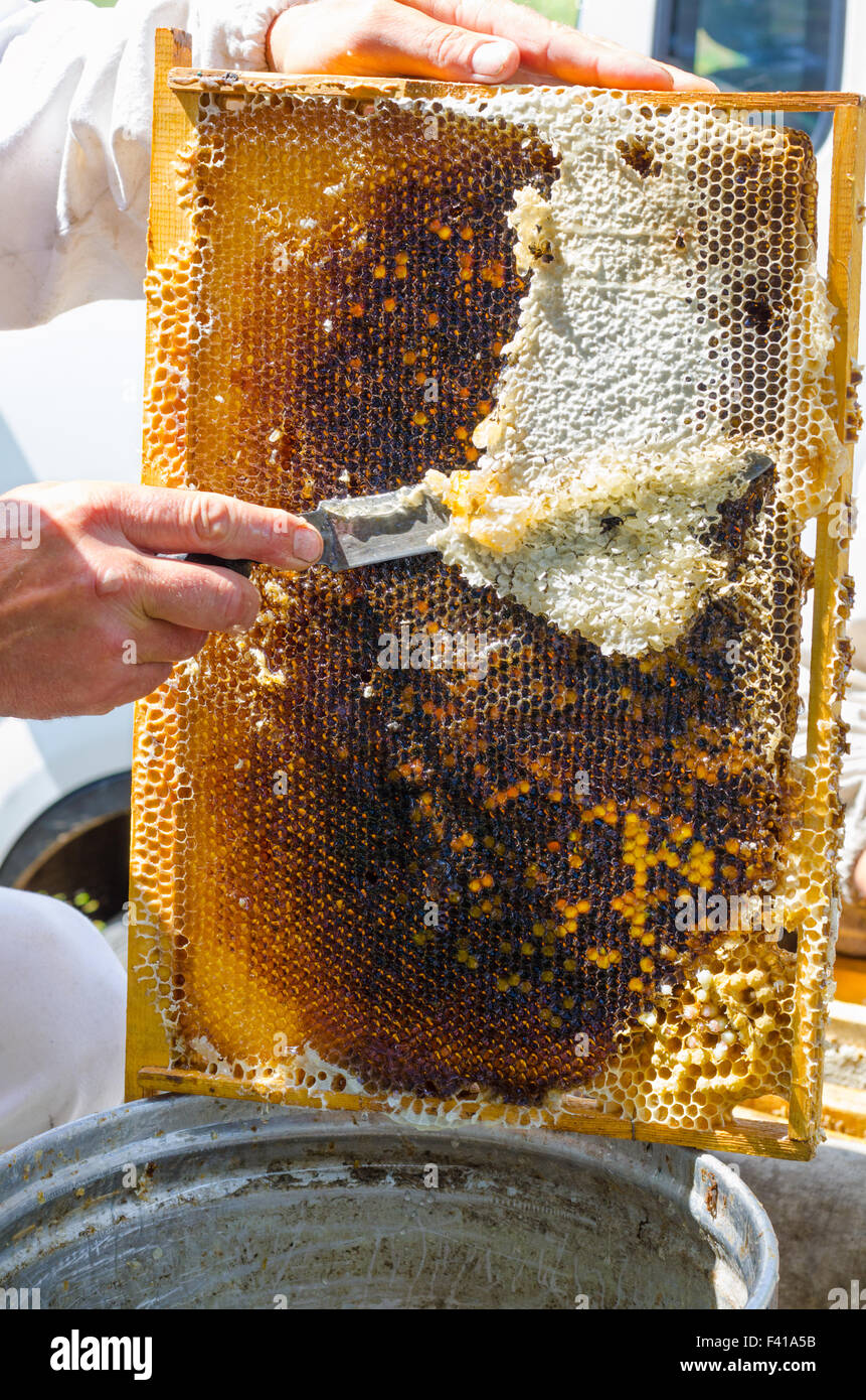 beekeeper cuts wax off Stock Photo