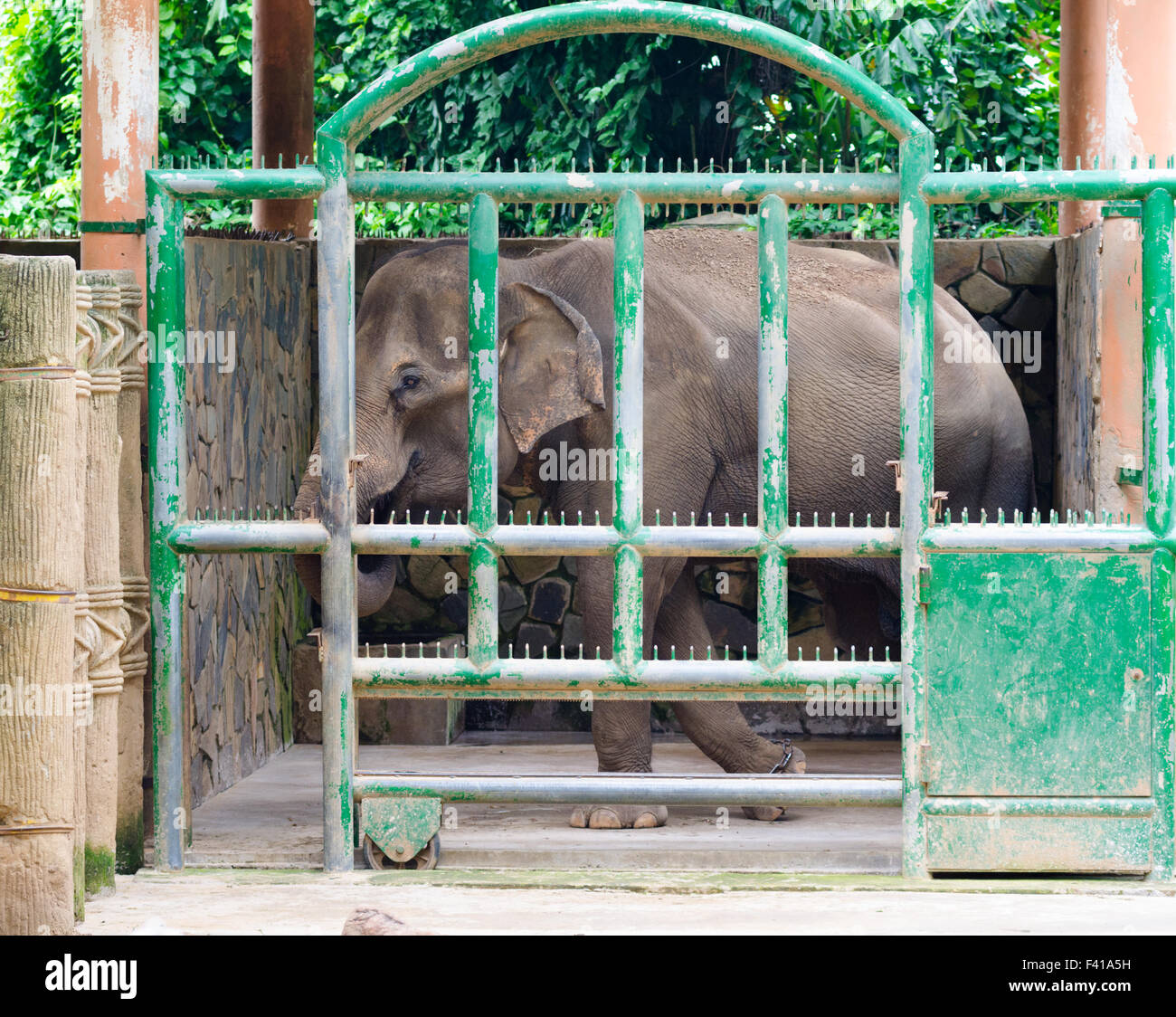 elephant in zoo enclosure Stock Photo