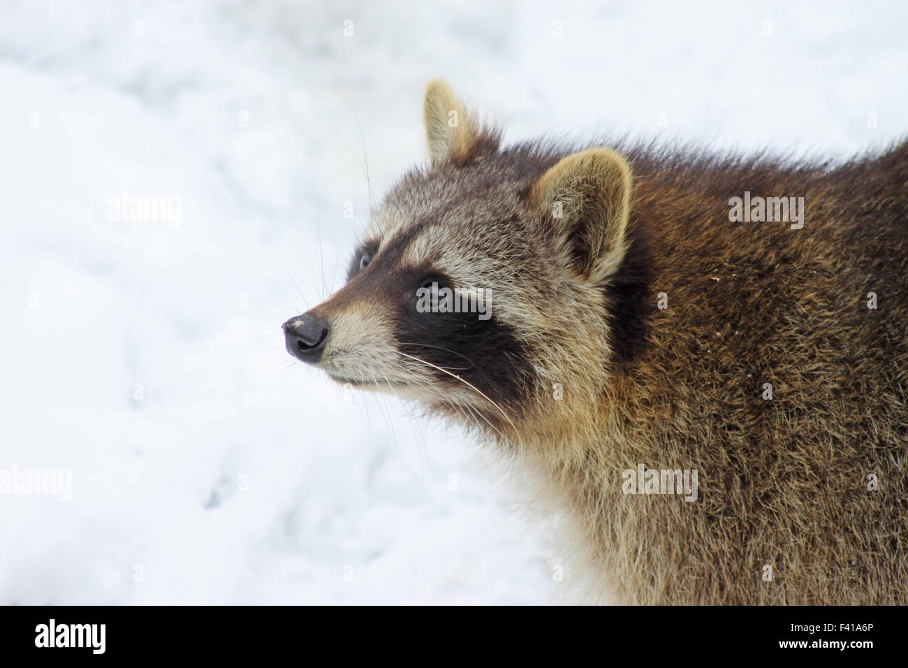 racccoon Stock Photo