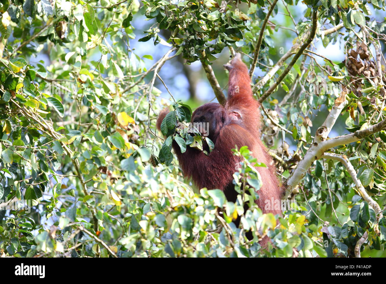 Bornean orangutan (Pongo pygmaeus) in Borneo Stock Photo