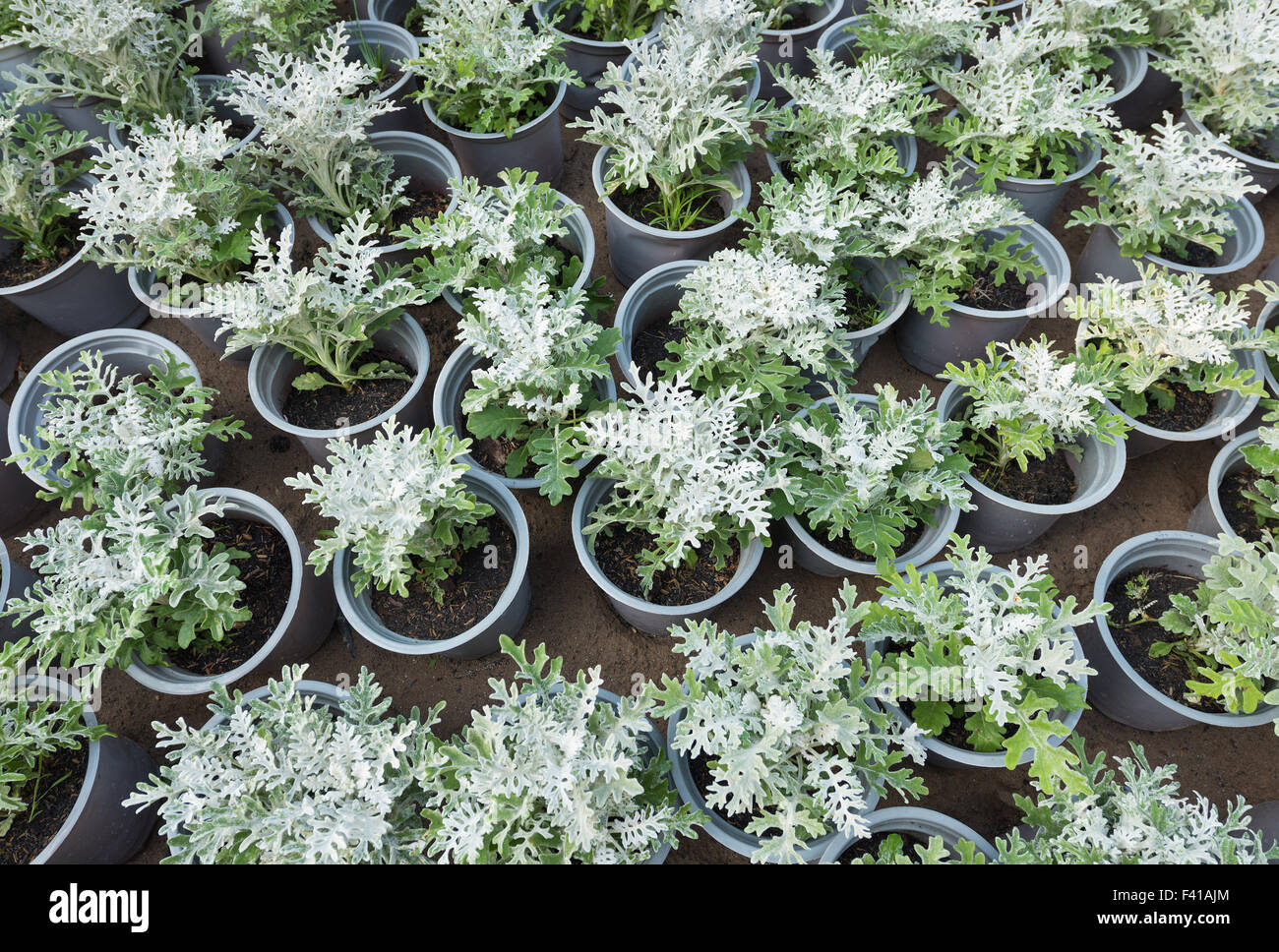 cineraria (Cineraria) plants Stock Photo Alamy