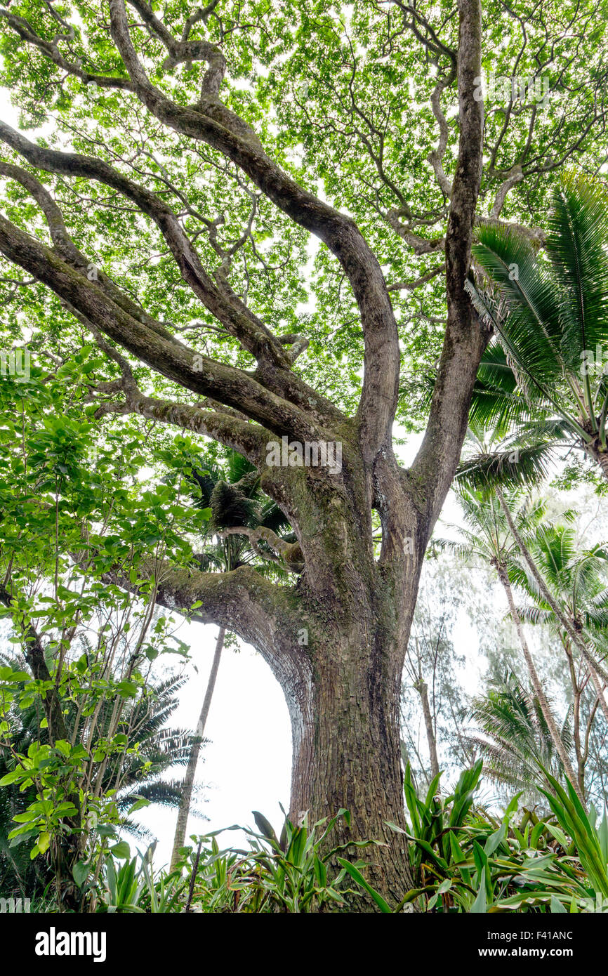 Monkeypod Tree; saman; rain tree; Samanea; Albizia saman; Samanea saman; pea; Fabaceae; Hawai'i Tropical Botanical Garden Stock Photo